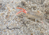 California Beach Flea