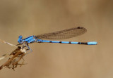 Argia agrioides; California Dancer; male