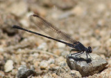 Argia lugens; Sooty Dancer; male