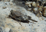 Paratettix Pygmy Grasshopper species