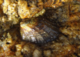 Southern Fingered Limpet