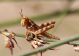 Schistocerca nitens; Gray Bird Grasshopper nymph