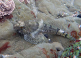 Coralline Sculpin