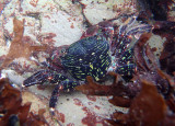 Striped Shore Crab