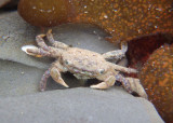 Yellow Shore Crab