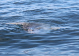 Ocean Sunfish