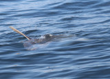 Ocean Sunfish