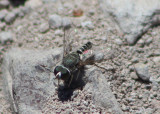 Aphoebantus Bee Fly species