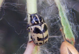 Cryptocephalus castaneus; Case-bearing Leaf Beetle species