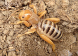 Stenopelmatus Jerusalem Cricket species