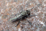 Nannocyrtopogon Robber Fly species; male