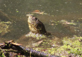 Northern Western Pond Turtle 