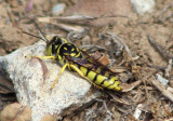 Stictiellina Sand Wasp species