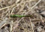 Erythemis collocata; Western Pondhawk; female