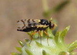 Goedenia formosa; Fruit Fly species; female