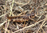 Camnula pellucida; Clear-winged Grasshopper; male