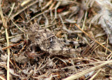 Dissosteira pictipennis; California Rose-Winged Grasshopper nymph