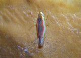 Erythridula lawsoniana; Leafhopper species
