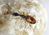 Colliurus pensylvanicus; Long-necked Beetle species