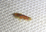 Erythroneura corni; Leafhopper species