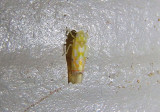 Erythroneura Leafhopper species