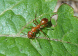 Formica biophilica; Wood Ant species