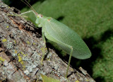 Pterophylla camellifolia; Common True Katydid