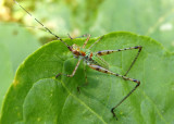 Scudderia Bush Katydid species nymph