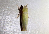 Draeculacephala antica; Sharpshooter species