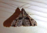 8398 - Palthis asopialis; Faint-spotted Palthis