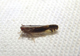 Stenocranus brunneus; Delphacid Planthopper species