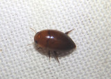 Hydrocanthus iricolor; Burrowing Water Beetle species