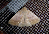 8351 - Zanclognatha cruralis; Early Zanclognatha