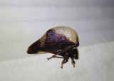 Carynota mera; Treehopper species