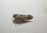 Cedusa maculata; Derbid Planthopper species