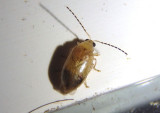 Metrioidea brunnea/convexa complex; Leaf Beetle species