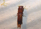 Euplatypus compositus; Pinhole Borer species