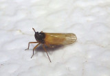 Penepissonotus bicolor; Delphacid Planthopper species