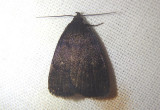 8326 - Idia rotundalis; Rotund Idia Moth