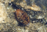 Laccophilus maculosus; Dingy Diver