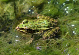 Northern Leopard Frog