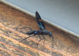 Pristaulacus fasciatus; Aulacid Wasp species; female