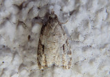 3585 - Anopina eleonora; Tortricid Moth species
