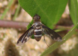 Exoprosopa fascipennis; Bee Fly species