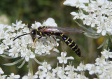 Myzinum Thynnid Wasp species; male