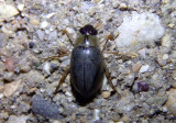 Berosus Water Scavenger Beetle species 