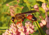 Sphex ichneumoneus; Great Golden Digger Wasp