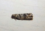 3428 - Grapholita packardi; Cherry Fruitworm Moth