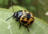 Labidomera clivicollis; Swamp Milkweed Leaf Beetle