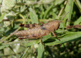Melanoplus scudderi; Scudders Short-wing Grasshopper; immature female